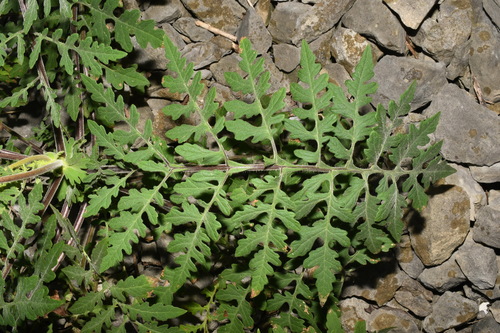 Image of Polymnia johnbeckii by (c) Brian Finzel, some rights reserved (CC BY-SA)