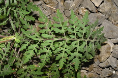 Polymnia johnbeckii