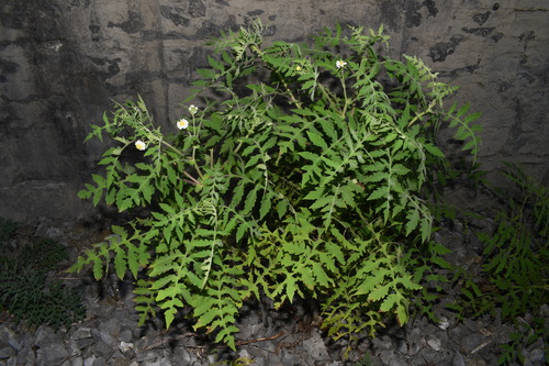 Image of Polymnia johnbeckii by (c) Brian Finzel, some rights reserved (CC BY-SA)