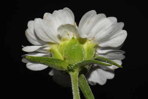 Image of Polymnia johnbeckii by (c) Brian Finzel, some rights reserved (CC BY-SA)