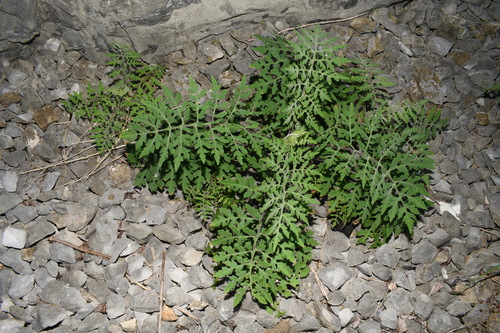 Polymnia johnbeckii, photograph 6