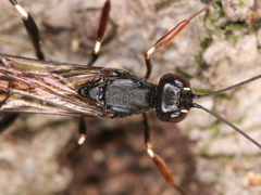 Xorides sepulchralis