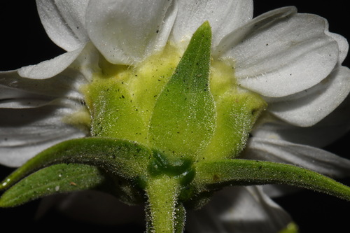 Polymnia johnbeckii, photograph 5
