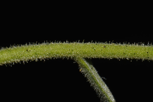 Image of Polymnia johnbeckii by (c) Brian Finzel, some rights reserved (CC BY-SA)