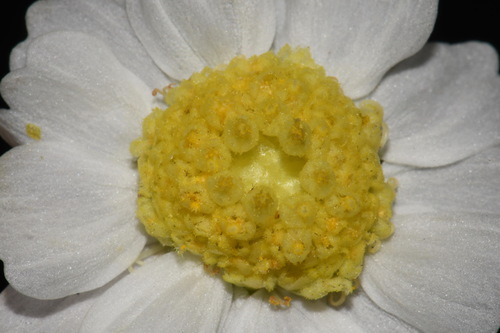 Image of Polymnia johnbeckii by (c) Brian Finzel, some rights reserved (CC BY-SA)