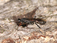 Xorides sepulchralis