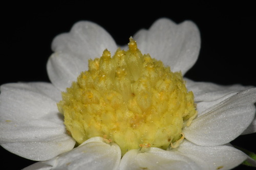 Image of Polymnia johnbeckii by (c) Brian Finzel, some rights reserved (CC BY-SA)