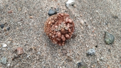 Pyura chilensis
