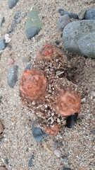 Pyura chilensis