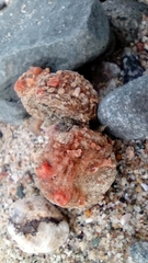 Pyura chilensis