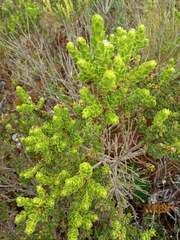 Baccharis magellanica
