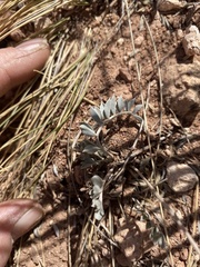Astragalus missouriensis