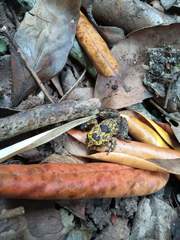 Eupsophus emiliopugini