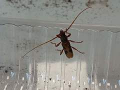 Xenocompsa flavonitida