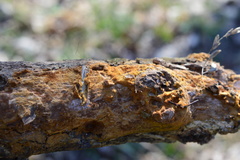 Fuscoporia ferruginosa