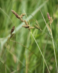 Carex hartmanii