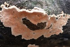 Oxychaete cervinogilva