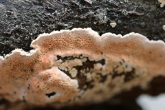 Oxychaete cervinogilva