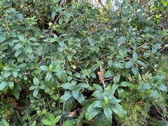 Psychotria punctata