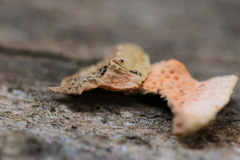 Oxychaete cervinogilva