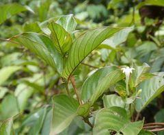 Sabicea venosa