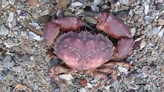 Platyxanthus orbignyi