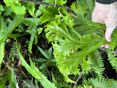 Microsorum punctatum