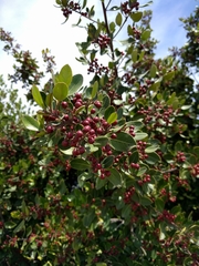 Rhamnus alaternus