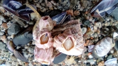 Austromegabalanus psittacus