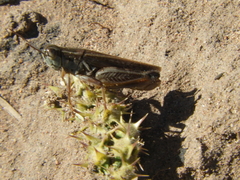 Dichroplus pratensis