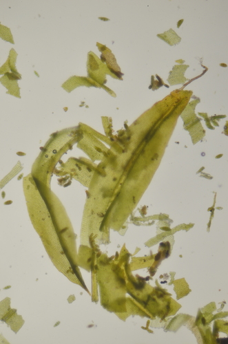 Image of Zygodon rupestris by no rights reserved