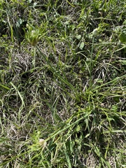 Allium canadense canadense