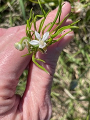 Allium canadense canadense