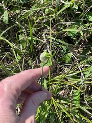 Allium canadense canadense
