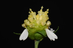 Polymnia laevigata