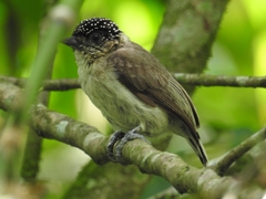 Picumnus granadensis