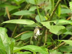 Picumnus granadensis