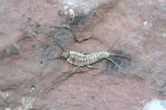 Ctenolepisma ciliatum
