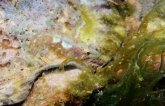 Apletodon wirtzi