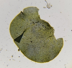 Nardia compressa