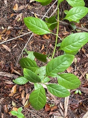 Psychotria punctata