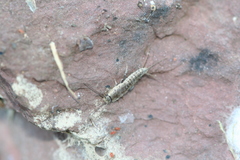 Ctenolepisma ciliatum