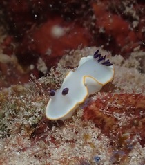 Ardeadoris scottjohnsoni