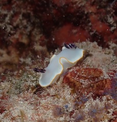 Ardeadoris scottjohnsoni