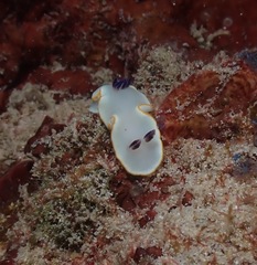 Ardeadoris scottjohnsoni