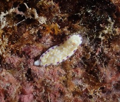 Goniobranchus albopustulosus