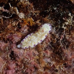 Goniobranchus albopustulosus
