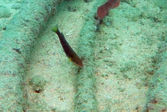 Thalassoma newtoni