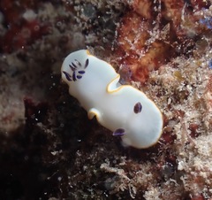 Ardeadoris scottjohnsoni