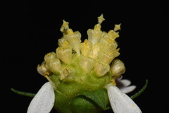 Polymnia laevigata
